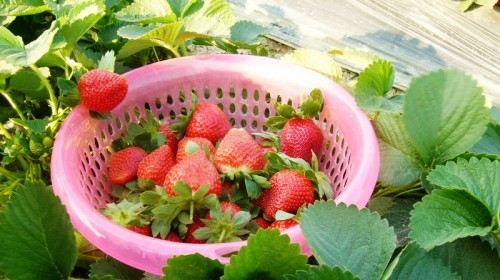 【银川】崇明草莓采摘乐+西沙湿地休闲巴