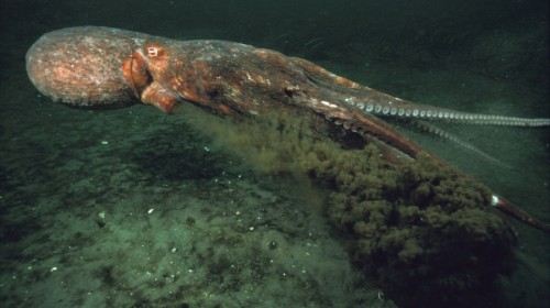 上海2日跟团游·科技馆+长风海洋公园+野生动