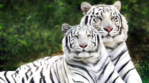 【贵阳】上海野生动物园特惠巴士一日游(南