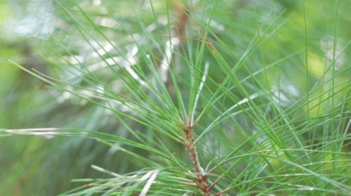 佛山旅游线路攻略_深圳到佛山自助游_自由行