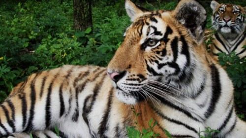 哈尔滨+长白山+长春5日4晚跟团游·全程标准