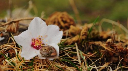 成都+雅安+新都桥+稻城亚丁+理塘+巴塘+墨脱