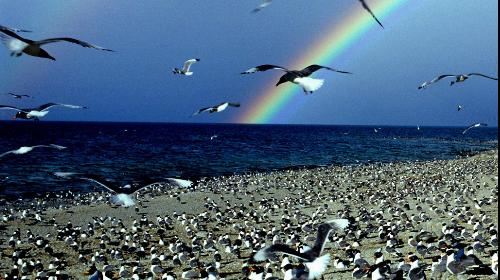 西宁+青海湖+塔尔寺+贵德3日跟团游(3钻)·鸟