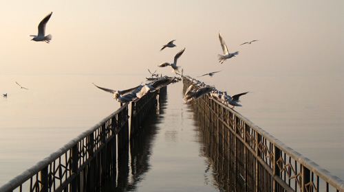 【哈尔滨】昆明+大理+丽江+西双版纳8日跟团