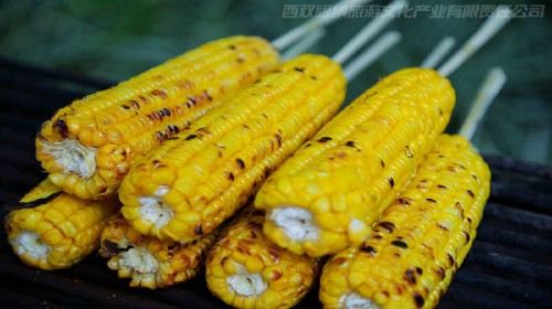 云南+昆明+西双版纳6日5晚跟团游·野象谷+森