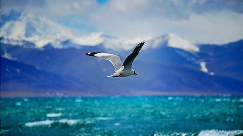 林芝旅游线路攻略_广州到林芝自助游_自由行