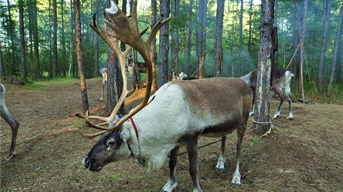 呼伦贝尔旅游线路攻略_上海到呼伦贝尔自助游