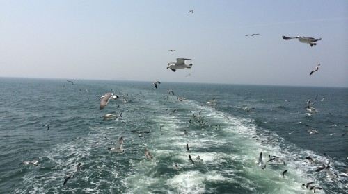 蓬莱海鲜餐_蓬莱松_蓬莱仙洞(4)