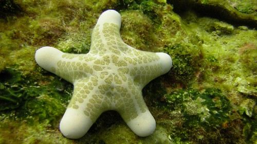 睡在海底的海星星