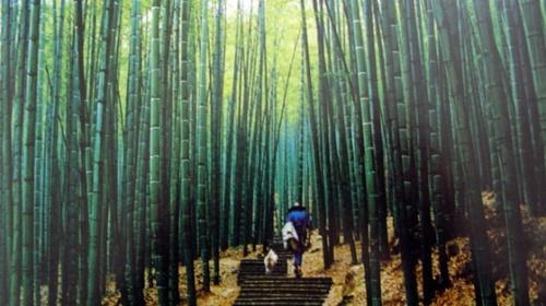 太幸运了,天气预报上,浙江安吉2日1晚跟团游(2