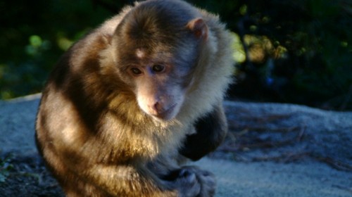 安徽九华山3日2晚跟团游(3钻)·莲花佛国+圣像