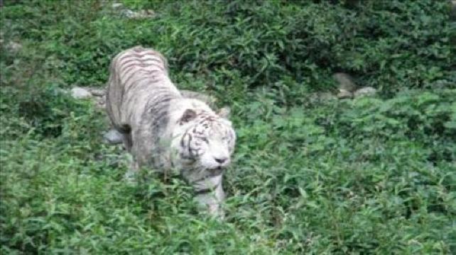 日1晚跟团游·碧峰峡+动物园+上里古镇 回归乡野