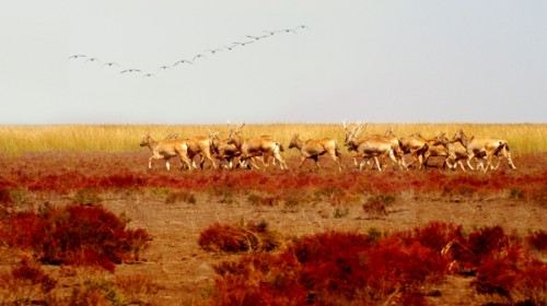 江苏盐城大丰麋鹿自然保护区门票