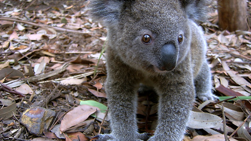 澳大利亚旅游线路攻略_澳大利亚自助游_团队