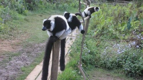 马达加斯加+毛里求斯8日5晚跟团游·3晚五星