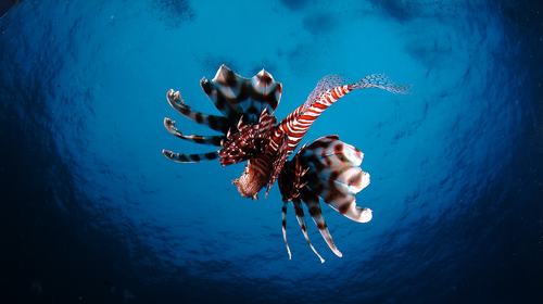 泰国旅游线路攻略_泰国自助游_团队游线路\/旅