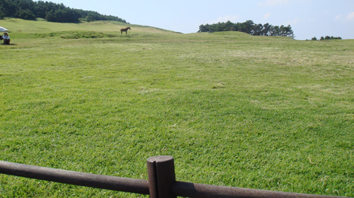担保函还是需要押金吗,济州岛旅游