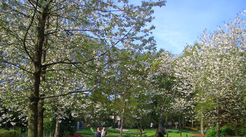 法国+瑞士+意大利+梵蒂冈+奥地利+荷兰+德国