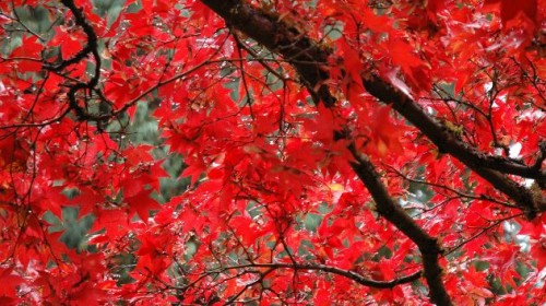 赏枫游·加拿大东西海岸+班夫国家公园+尼亚