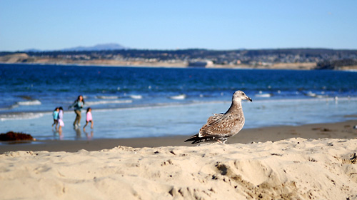 这一路的行程嗯时间比,美国东西海岸+加拿大东