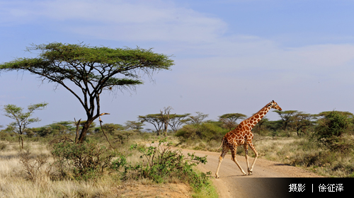 肯尼亚旅游线路攻略_肯尼亚自助游_团队游线