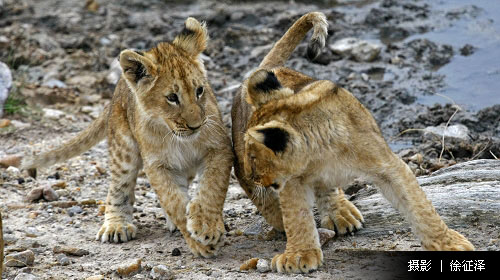 肯尼亚旅游线路攻略_肯尼亚自助游_团队游线