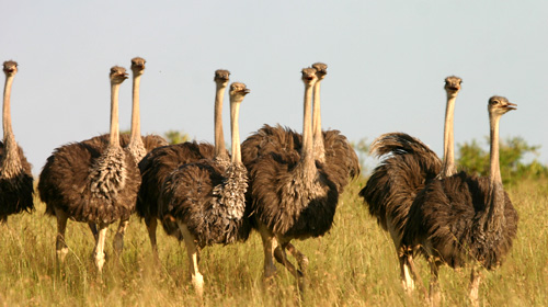 【携程攻略】郑州到肯尼亚旅游报价,郑州到肯