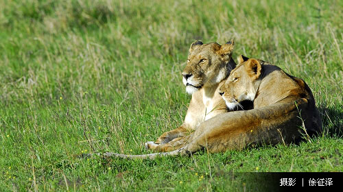 肯尼亚旅游线路攻略_肯尼亚自助游_团队游线