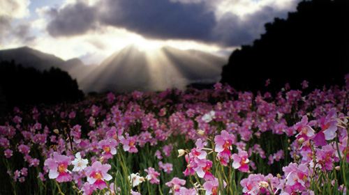 【太原】美国夏威夷8日自由行·HA直飞\/哥特