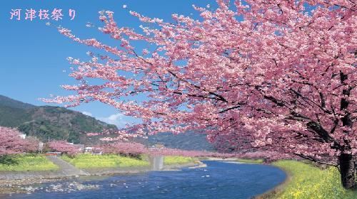 河津樱花