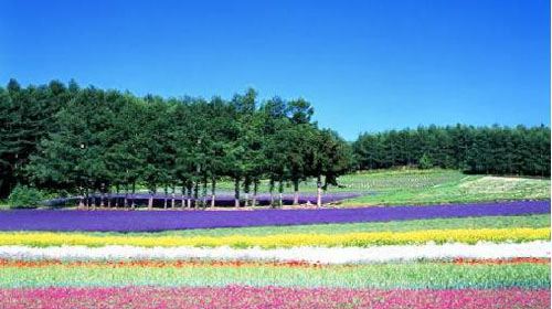 【武汉】日本北海道+东京6日跟团游(3钻)·函