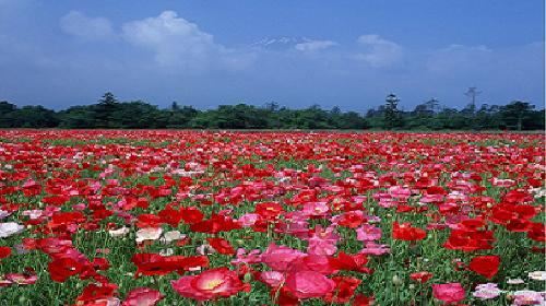 【杭州】赏花游·日本北海道5日跟团游(4钻)·