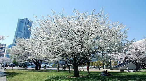 【上海】赏樱之旅·日本伊豆新鸠屋温泉+隅田