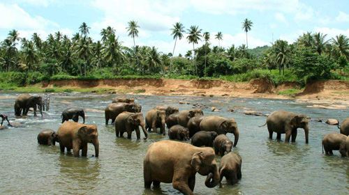 【北京】斯里兰卡7日跟团游(3钻)·斯航直飞\/锡