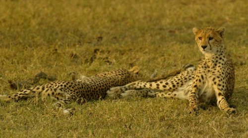 【携程攻略】上海到坦桑尼亚旅游报价,上海到