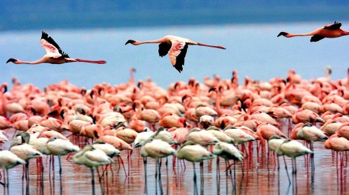 【携程攻略】上海到坦桑尼亚旅游报价,上海到