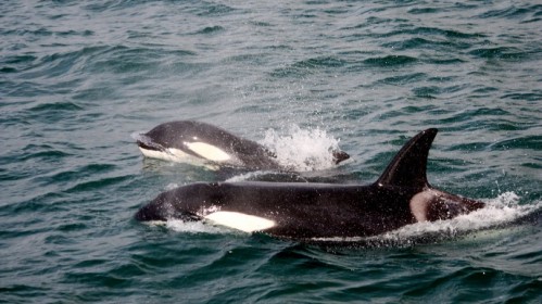 【携程攻略】上海到波兰旅游报价,上海到波兰