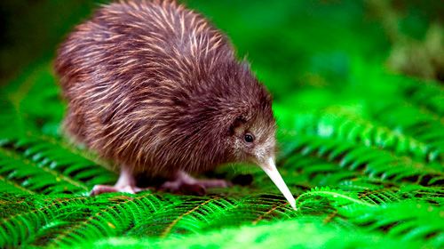 新西兰国鸟奇异鸟