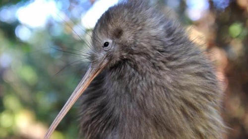 【携程攻略】上海到新西兰旅游报价,上海到新