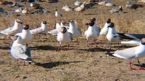 秘鲁个人旅游签证(上海送签)办理流程_秘鲁个
