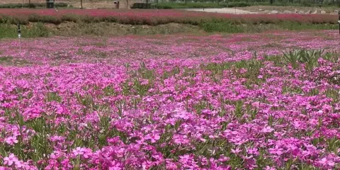 山東黃河玫瑰湖國家濕地公園