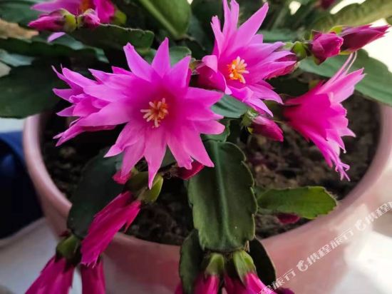 乌兰馨雅家庭宾馆