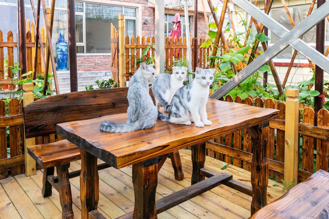 Kitten  hotel