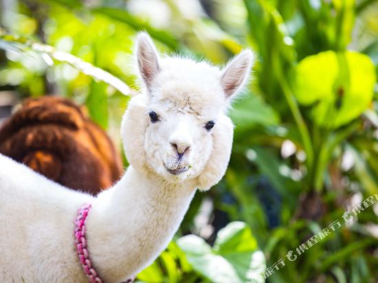 呀诺达风景区禅驿度假酒店