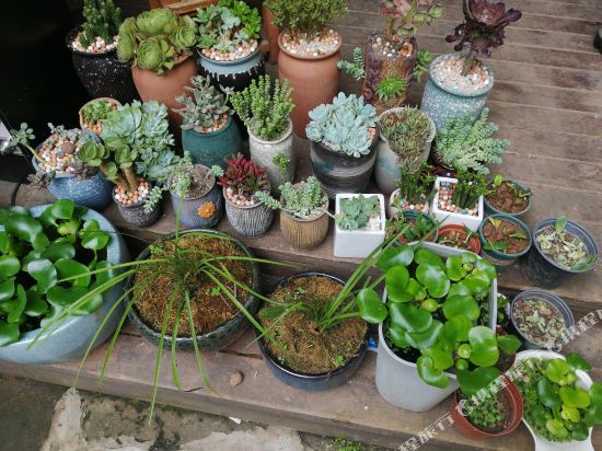 金堂那时花开客栈