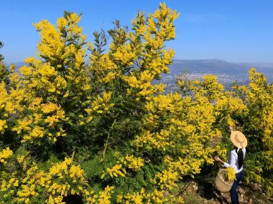 戛纳中心staybridge套房酒店ihg旗下staybridgesuitescannescentrean