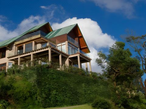 Tea Plant Nuwara Eliya