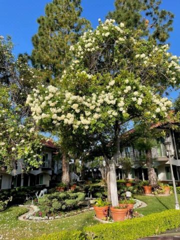 Laguna Hills Lodge-Irvine Spectrum