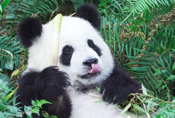 【2-8人小团】成都大熊猫基地+都江堰+向导全程带玩一日游【[Mini小团]2-8人精致小团，旅行就要自在】