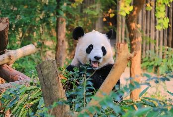 大熊猫繁育基地&三星堆&武侯祠&金丽古街&杜甫草堂&瓦肆巷【行程可调 | 中文服务 | 省心出行 | 多种车型可选5-20座】